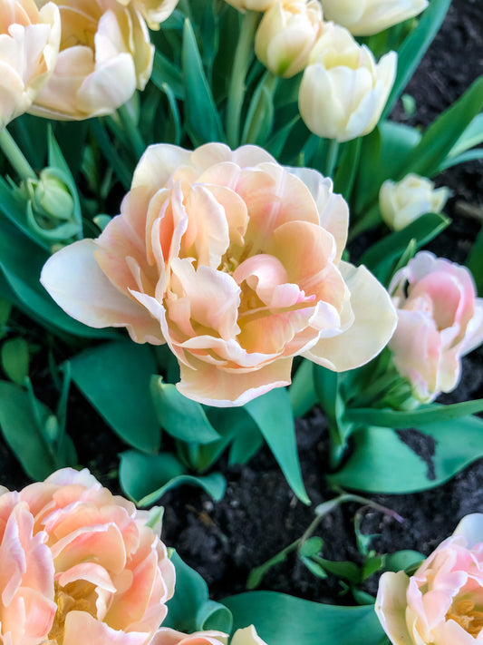 What do local flowers mean to us?