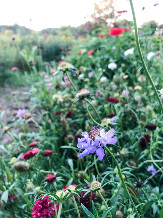 Why did we start a flower farm?
