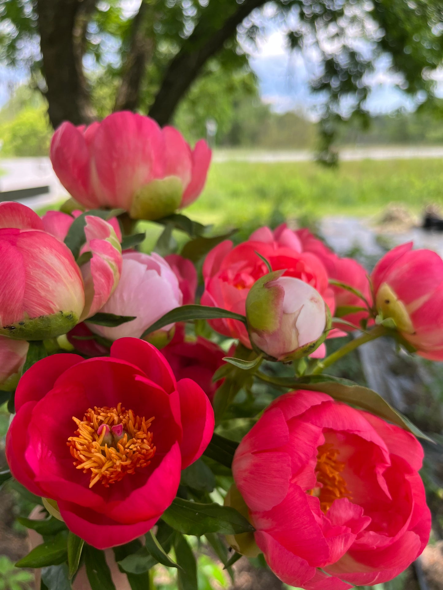 Peony Bouquet